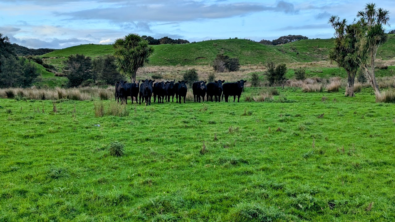 farm-5 — cattle with cabbage trees