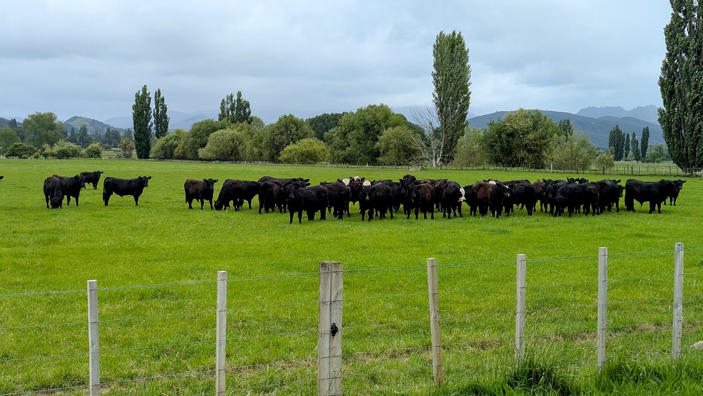 Cattle at dusk