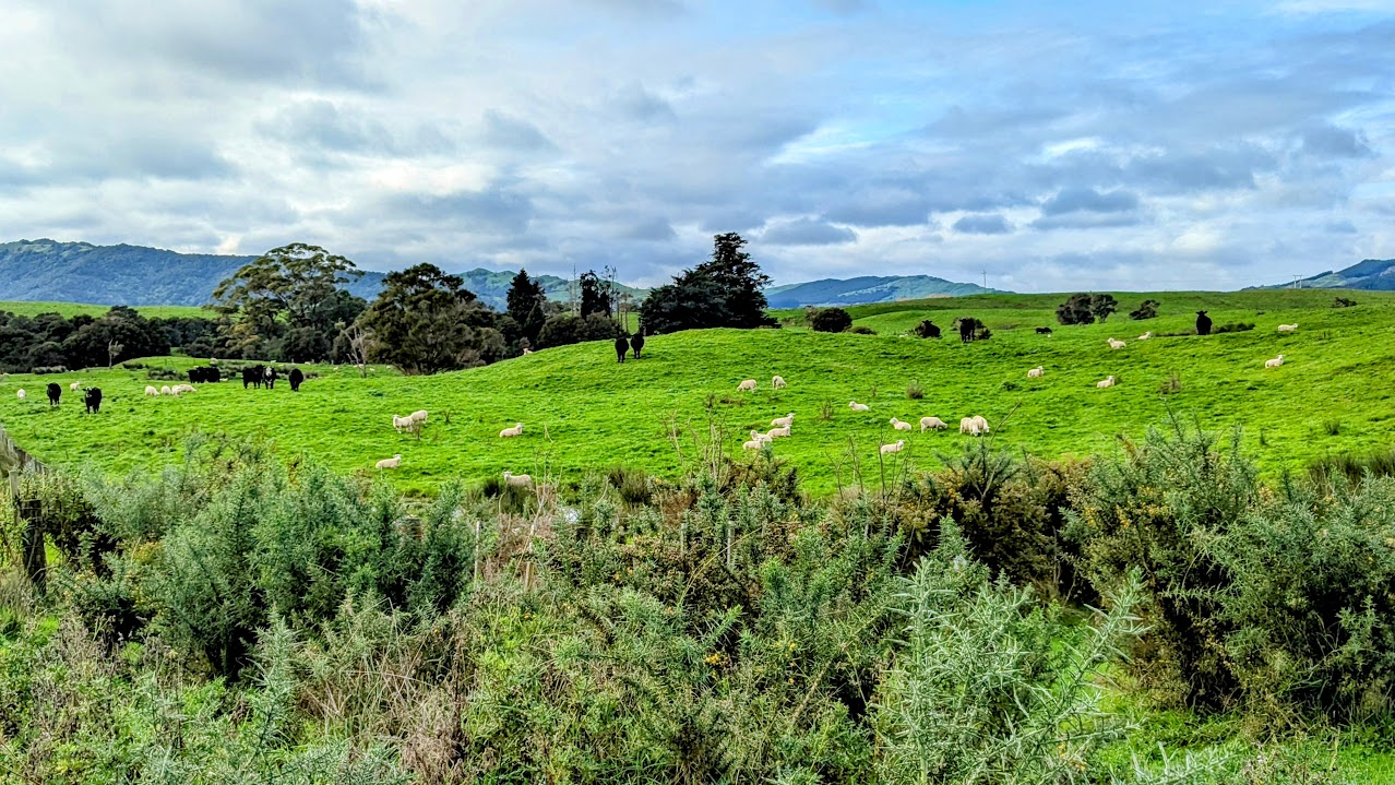 Cattle on the station